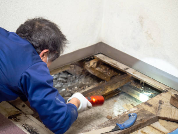 Best Local Mold Removal Service  in Swift Trail Junction, AZ