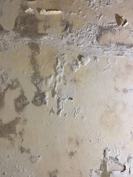 Best Local Mold Removal Service  in Swift Trail Junction, AZ