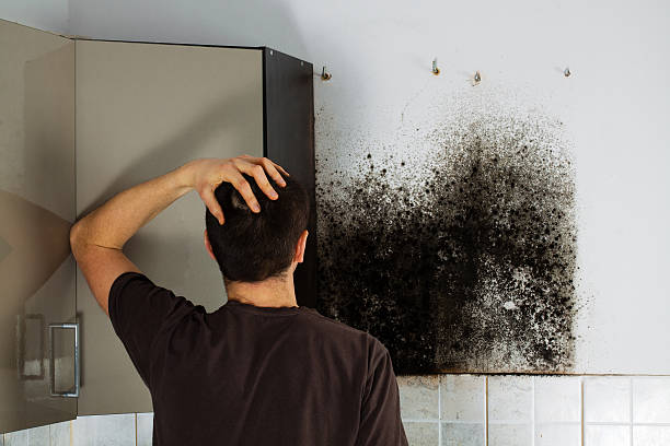 Best Toxic Mold Removal  in Swift Trail Junction, AZ